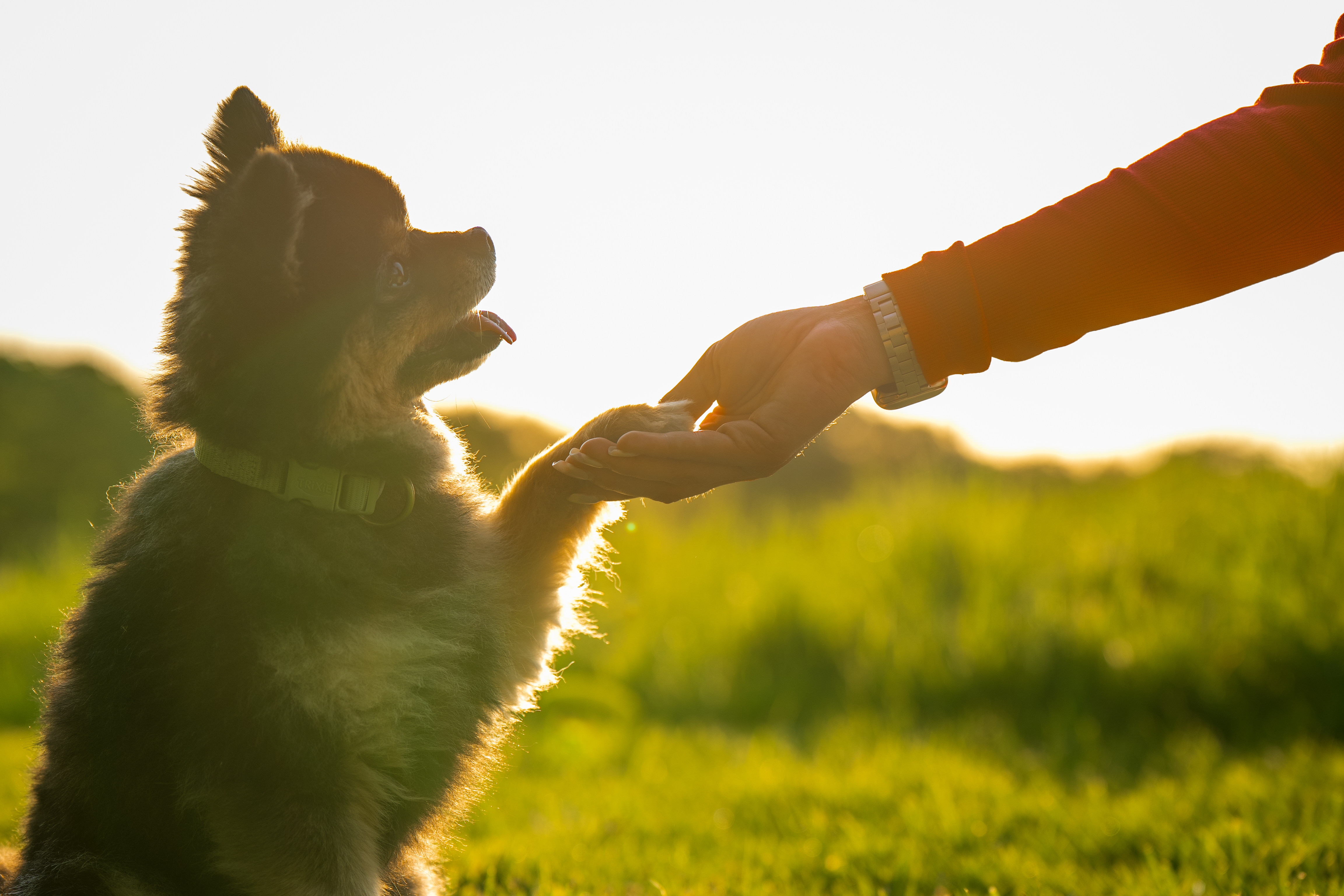 Hund und Mensch im warmen Abendlicht