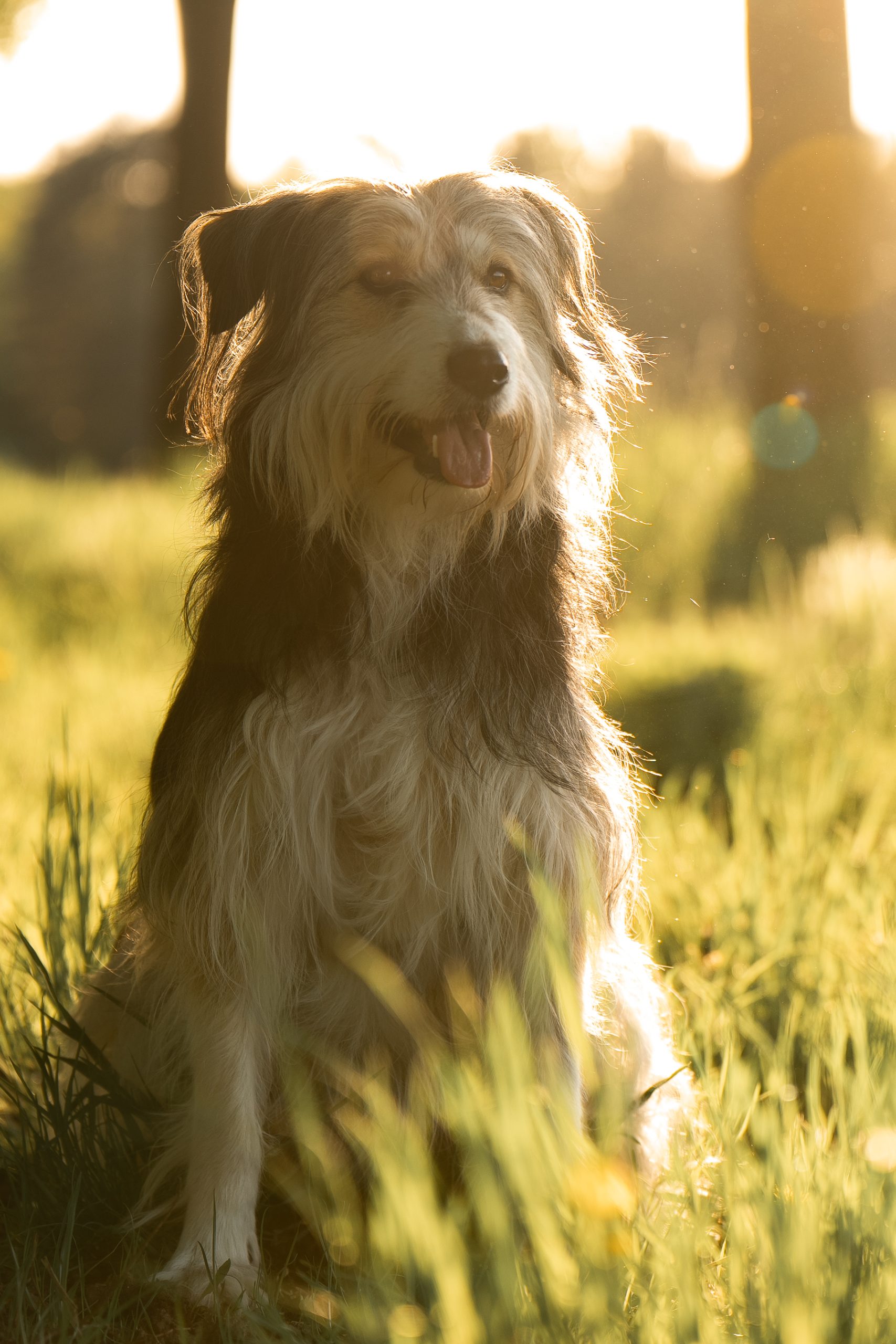 Freya im warmen Abendlicht